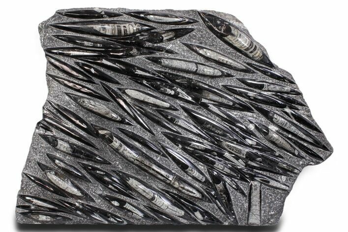 Polished Fossil Orthoceras (Cephalopod) Plate - Morocco #359685